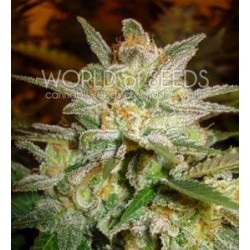 STAR 47 * WORLD OF SEEDS 3 SEMI FEM