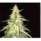 SAGE CBD * T.H. SEEDS 2 SEMI FEM