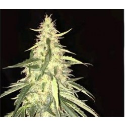 SAGE CBD * T.H. SEEDS 2 SEMI FEM