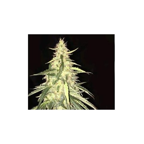 SAGE CBD * T.H. SEEDS 2 SEMI FEM