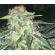 LA SAGE CBD * T.H. SEEDS 2 SEMI FEM