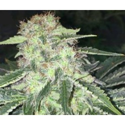 LA SAGE CBD * T.H. SEEDS 2 SEMI FEM