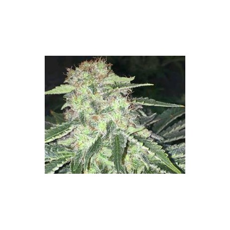 LA SAGE CBD * T.H. SEEDS 2 SEMI FEM