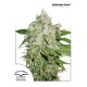 AUTO BROOKLYN SUNRISE® * DUTCH PASSION FEMINIZED 3 SEMI