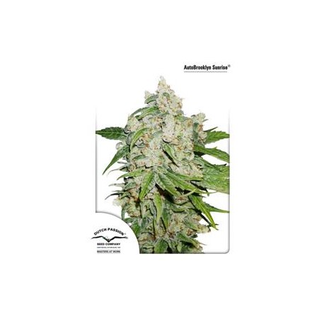 AUTO BROOKLYN SUNRISE® * DUTCH PASSION FEMINIZED 3 SEMI