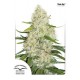 AUTO THINK BIG ® * DUTCH PASSION FEMINIZED 3 SEMI