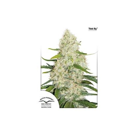 AUTO THINK BIG ® * DUTCH PASSION FEMINIZED 3 SEMI