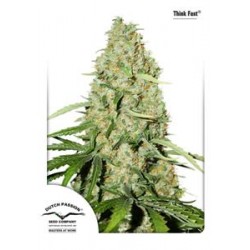 THINK FAST ® * DUTCH PASSION FEMINIZED 3 SEMI