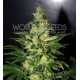 CHRONIC HAZE * WORLD OF SEEDS 3 SEMI FEM 