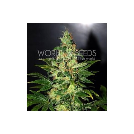 CHRONIC HAZE * WORLD OF SEEDS 3 SEMI FEM 