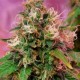 CBD OG KUSH * CBD- CREW SEEDS 5 SEMI FEM