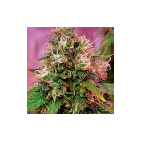 CBD OG KUSH * CBD- CREW SEEDS 5 SEMI FEM