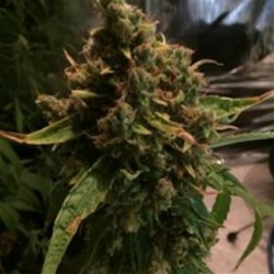 CBD PH * CBD- CREW SEEDS 5 SEMI REG