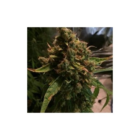 CBD PH * CBD- CREW SEEDS 5 SEMI REG