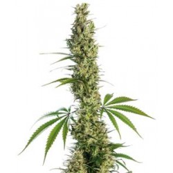 EAGLE BILL ® * SENSI SEEDS 10 SEMI REG 