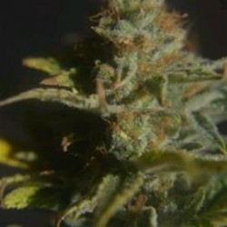 CBD DIVINE * CBD- CREW SEEDS 5 SEMI REG