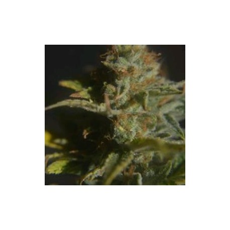 CBD DIVINE * CBD- CREW SEEDS 5 SEMI REG