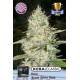 KERA SUPER SILVER HAZE * KERA SEEDS CLASSIC 3 SEMI FEM