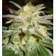 NEW YORK 47 * WORLD OF SEEDS 3 SEMI FEM 