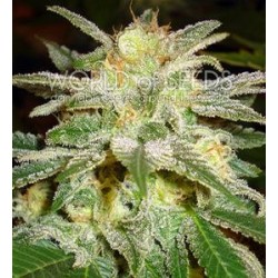 NEW YORK 47 * WORLD OF SEEDS 3 SEMI FEM 