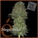 MEGANUSKA * ELITE SEEDS 3 SEMI FEM 