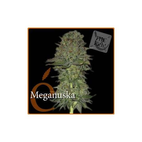 MEGANUSKA * ELITE SEEDS 3 SEMI FEM 