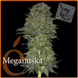 MEGANUSKA * ELITE SEEDS 7 SEMI FEM 