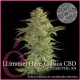 LLIMONET HAZE CBD * ELITE SEEDS 7 SEMI FEM 