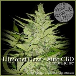 LLIMONET HAZE AUTO CBD * ELITE SEEDS 3 SEMI FEM 