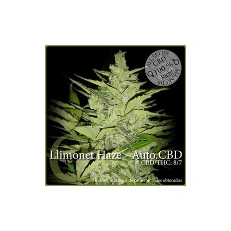 LLIMONET HAZE AUTO CBD * ELITE SEEDS 3 SEMI FEM 