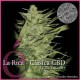 LA RICA CBD * ELITE SEEDS 7 SEMI FEM 