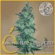 AMNESIA HAZE ULTRA CBD * ELITE SEEDS 3 SEMI FEM 