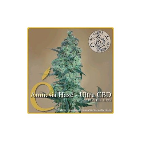 AMNESIA HAZE ULTRA CBD * ELITE SEEDS 3 SEMI FEM 