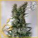 JACK ULTRA CBD * ELITE SEEDS 3 SEMI FEM 