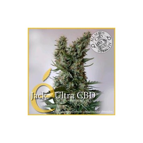 JACK ULTRA CBD * ELITE SEEDS 3 SEMI FEM 