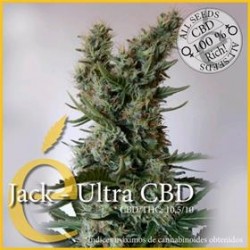 JACK ULTRA CBD * ELITE SEEDS 7 SEMI FEM 