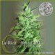 LA RICA AUTO CBD * ELITE SEEDS 7 SEMI FEM 