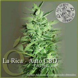 LA RICA AUTO CBD * ELITE SEEDS 7 SEMI FEM 