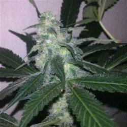 AUTO SWISS CHEESE * NIRVANA FEMINIZED 3 SEMI FEM