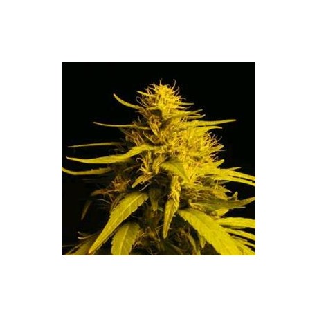 HAZE # 1 * NIRVANA 3 SEMI FEM