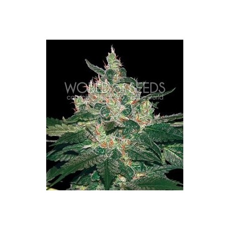 AFGHAN KUSH * WORLD OF SEEDS 10 SEMI REG 