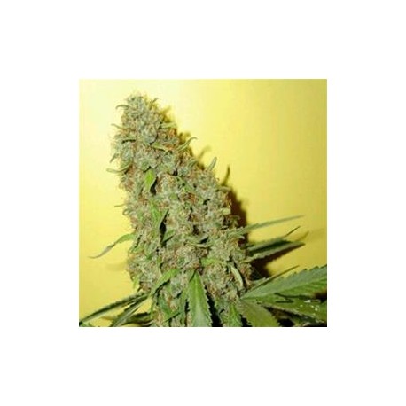 MISTY KUSH * NIRVANA FEMINIZED 10 SEMI 