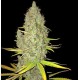 CHICLE - AKA BUBBLEDAWG * T.H. SEEDS 2 SEMI FEM