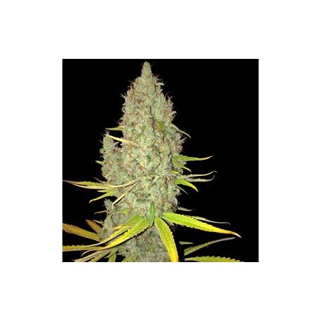 CHICLE - AKA BUBBLEDAWG * T.H. SEEDS 2 SEMI FEM