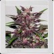 GRIZZLY PURPLE * BLIM BURN 9 SEMI FEM