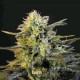 MAMBA NEGRA AUTO* BLIM BURN 3 SEMI FEM