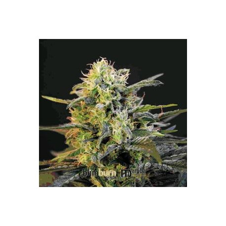 MAMBA NEGRA AUTO* BLIM BURN 3 SEMI FEM