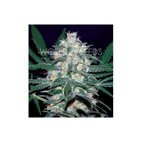 PAKISTAN VALLEY * WORLD OF SEEDS 10 SEMI REG 