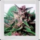 GRIZZLY PURPLE AUTO * BLIM BURN 3 SEMI FEM