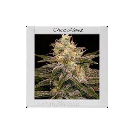 CHOCOLOPEZ * BLIM BURN 3 SEMI FEM